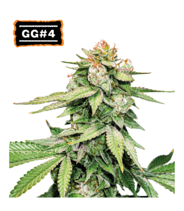 Auto Gorilla Glue GG4