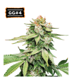 Auto Gorilla Glue GG4