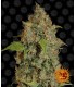 Chronic Thunder 5fem