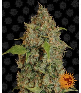 Chronic Thunder 5fem