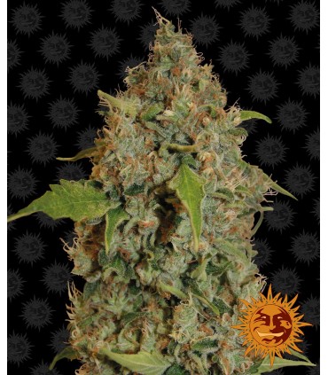 Chronic Thunder 5fem