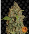Chronic Thunder 5fem
