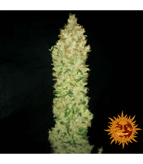 G13 Haze (G13 x Hawaiian Sativa)