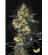 Acid (New York City Diesel)