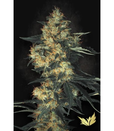 Acid (New York City Diesel)