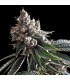 Dj's Gold (DJ Short Blueberry x Jew Gold Cut)