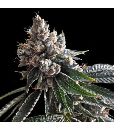 Dj's Gold (DJ Short Blueberry x Jew Gold Cut)