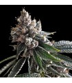 Dj's Gold (DJ Short Blueberry x Jew Gold Cut)