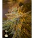 KushBerry (OG Kush x Oregon Blueberry)