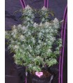 Tangie-Matic Auto