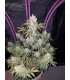 Girl Scout Cookies Auto (GSC Cut x Grapefruit Auto)