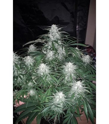 Girl Scout Cookies Auto (GSC Cut x Grapefruit Auto)