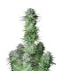 Kosher Cake Auto