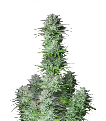 Kosher Cake Auto