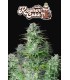 Kosher Cake Auto