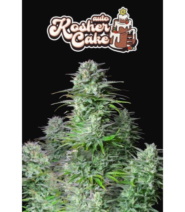 Kosher Cake Auto