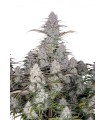 GREEN CRACK AUTO