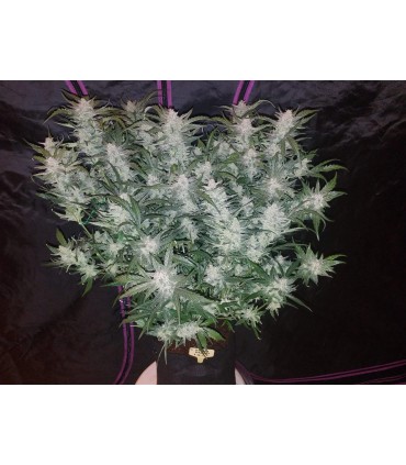 Mexican Airlines Auto (Colombian x Mexican)