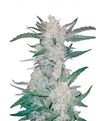 Mexican Airlines Auto (Colombian x Mexican)