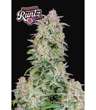 Forbidden Runtz Auto