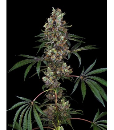 CHEMBERRIES 3+1FEM (Chemdawg x Caribbean Strawberry)