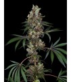 CHEMBERRIES 3+1FEM (Chemdawg x Caribbean Strawberry)