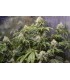 CHEMBERRIES 3+1FEM (Chemdawg x Caribbean Strawberry)