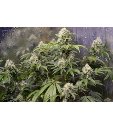 CHEMBERRIES 3+1FEM (Chemdawg x Caribbean Strawberry)