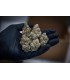 CHEMBERRIES 3+1FEM (Chemdawg x Caribbean Strawberry)