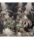 Blueberry Muffin (Purple Panty Dropper X Razzleberry)
