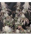 Blueberry Muffin (Purple Panty Dropper X Razzleberry)