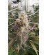 Blueberry Muffin (Purple Panty Dropper X Razzleberry)