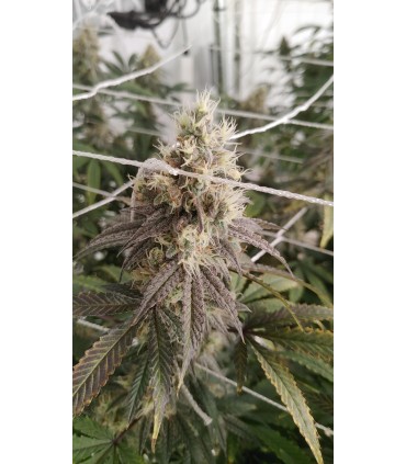 Blueberry Muffin (Purple Panty Dropper X Razzleberry)