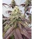 Blueberry Cupcake (Blueberry Muffin x Wedding Cake)