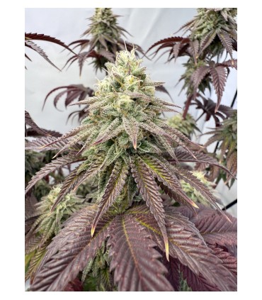 Blueberry Cupcake (Blueberry Muffin x Wedding Cake)