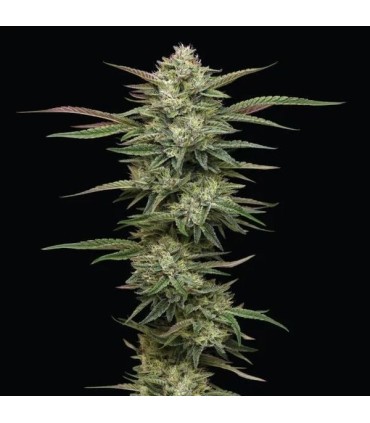 Blueberry Cupcake (Blueberry Muffin x Wedding Cake)