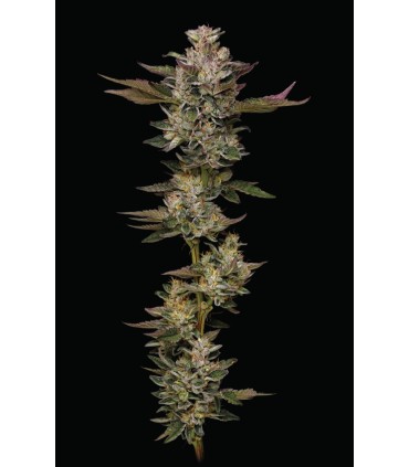 Donutz (Lemon Cherry Gelato x GSC x OG)