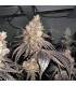 Donutz (Lemon Cherry Gelato x GSC x OG)