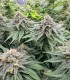 Granny Candy (Mountaintop Mint x W. Runtz Muffin)