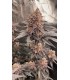 Granny Candy (Mountaintop Mint x W. Runtz Muffin)