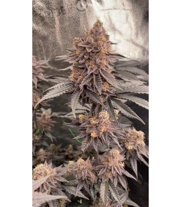 Granny Candy (Mountaintop Mint x W. Runtz Muffin)