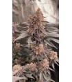 Granny Candy (Mountaintop Mint x W. Runtz Muffin)