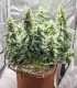 Mango Sherbet (Mango Trees x Humboldt Sherbert)
