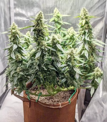 Mango Sherbet (Mango Trees x Humboldt Sherbert)