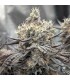 Mango Sherbet (Mango Trees x Humboldt Sherbert)