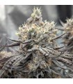 Mango Sherbet (Mango Trees x Humboldt Sherbert)