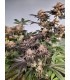 Notorious THC (Ghost Of Von Humboldt x Caramel Cream x Humboldt Frost)