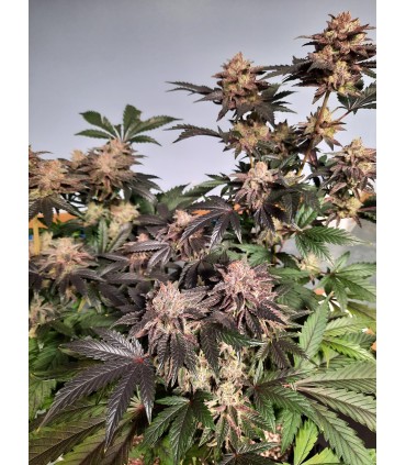 Notorious THC (Ghost Of Von Humboldt x Caramel Cream x Humboldt Frost)