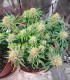 Orange Creampop (Hella Jelly x Orange Cremsicle Bx3)