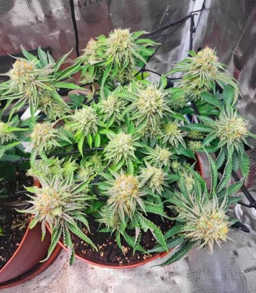 Orange Creampop (Hella Jelly x Orange Cremsicle Bx3)